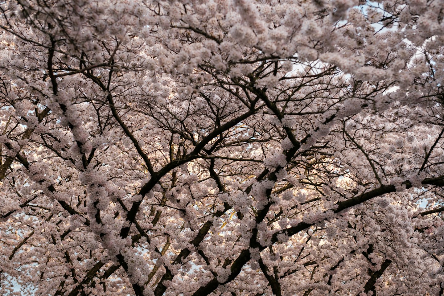 Pink cherry blossom flowers blooming on branches.